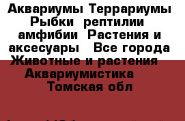 Аквариумы.Террариумы.Рыбки, рептилии, амфибии. Растения и аксесуары - Все города Животные и растения » Аквариумистика   . Томская обл.